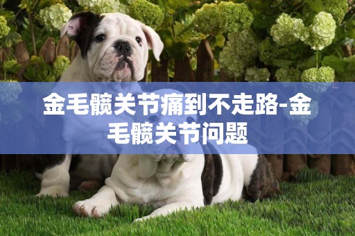 金毛髖關節痛到不走路-金毛髖關節問題