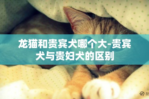 龍貓和貴賓犬哪個大-貴賓犬與貴婦犬的區別