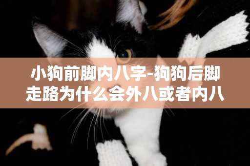 小狗前腳內八字-狗狗后腳走路為什么會外八或者內八字？