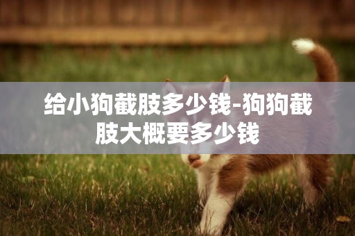 給小狗截肢多少錢-狗狗截肢大概要多少錢