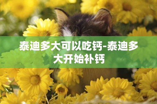 泰迪多大可以吃鈣-泰迪多大開始補鈣