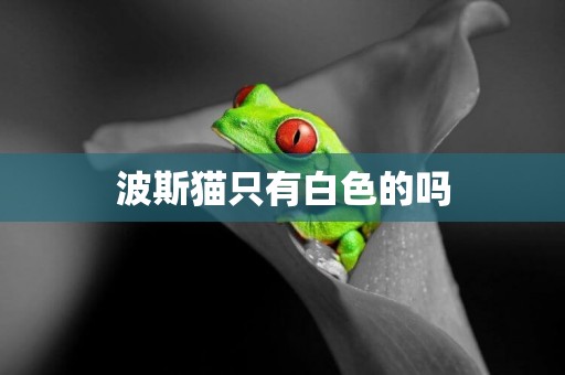 波斯貓只有白色的嗎