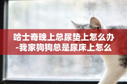 哈士奇晚上總尿墊上怎么辦-我家狗狗總是尿床上怎么辦