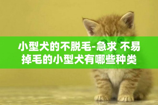 小型犬的不脫毛-急求 不易掉毛的小型犬有哪些種類