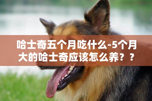 哈士奇五個月吃什么-5個月大的哈士奇應該怎么養？？