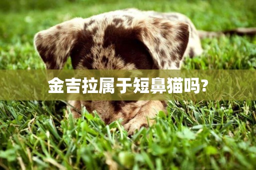 金吉拉屬于短鼻貓嗎?