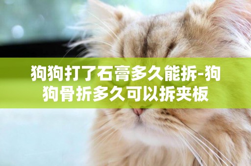 狗狗打了石膏多久能拆-狗狗骨折多久可以拆夾板
