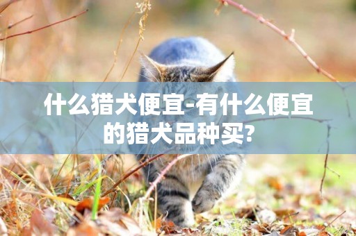 什么獵犬便宜-有什么便宜的獵犬品種買?