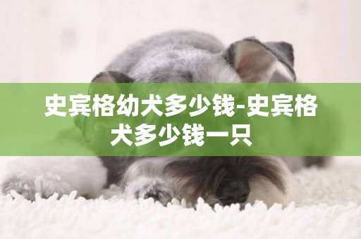史賓格幼犬多少錢-史賓格犬多少錢一只