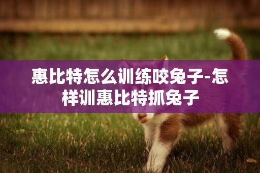 惠比特怎么訓練咬兔子-怎樣訓惠比特抓兔子