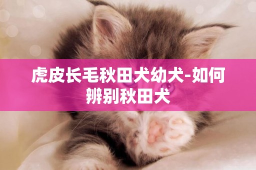 虎皮長毛秋田犬幼犬-如何辨別秋田犬