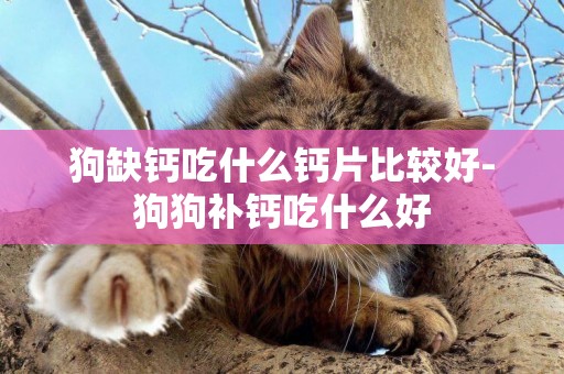 狗缺鈣吃什么鈣片比較好-狗狗補鈣吃什么好