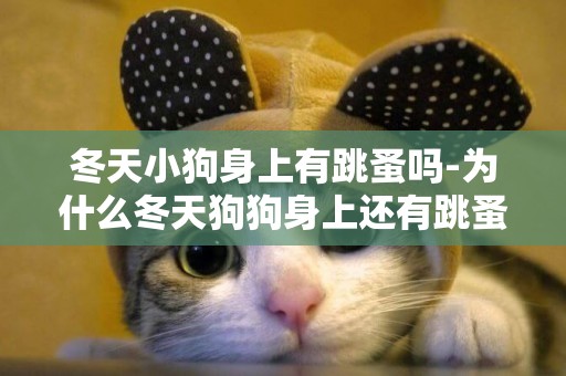 冬天小狗身上有跳蚤嗎-為什么冬天狗狗身上還有跳蚤