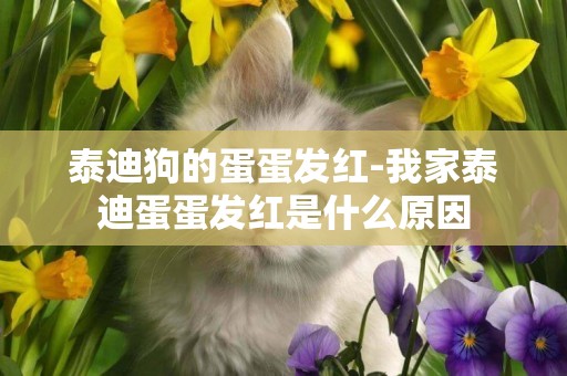 泰迪狗的蛋蛋發紅-我家泰迪蛋蛋發紅是什么原因