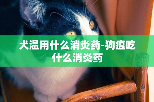 犬溫用什么消炎藥-狗瘟吃什么消炎藥