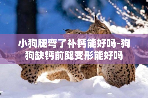 小狗腿彎了補鈣能好嗎-狗狗缺鈣前腿變形能好嗎