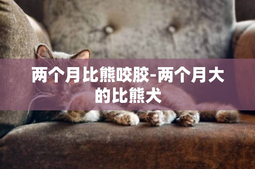 兩個月比熊咬膠-兩個月大的比熊犬