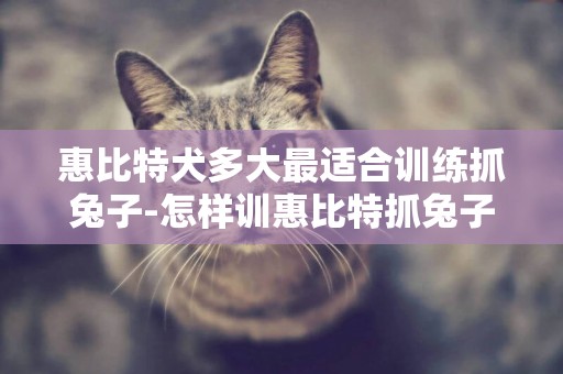 惠比特犬多大最適合訓練抓兔子-怎樣訓惠比特抓兔子