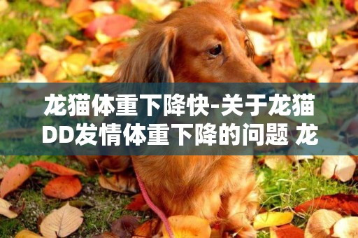 龍貓體重下降快-關于龍貓DD發情體重下降的問題 龍貓四個月就開始發情了嗎？