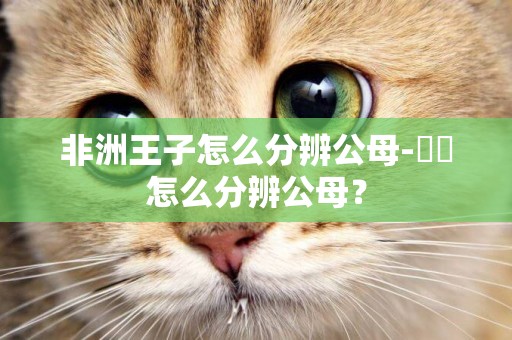 非洲王子怎么分辨公母-鰟鮍怎么分辨公母？