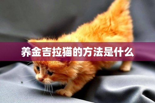養金吉拉貓的方法是什么
