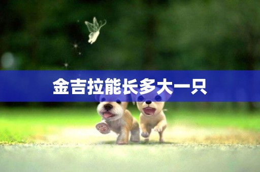 金吉拉能長多大一只