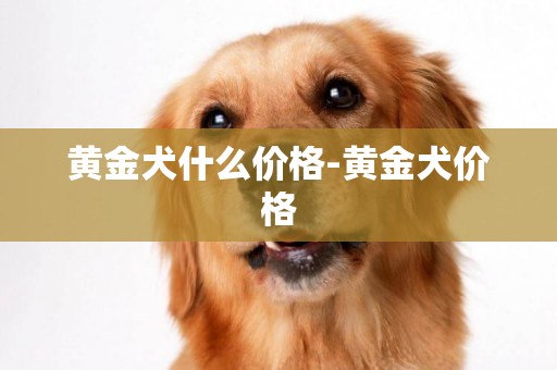 黃金犬什么價格-黃金犬價格