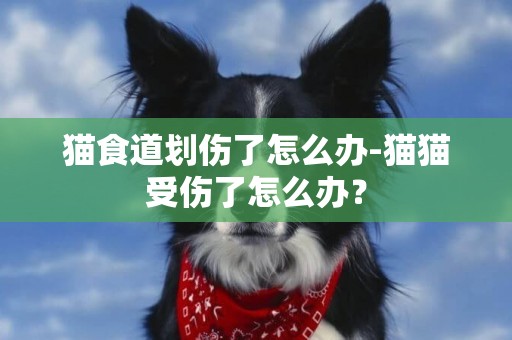 貓食道劃傷了怎么辦-貓貓受傷了怎么辦？