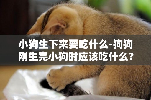 小狗生下來要吃什么-狗狗剛生完小狗時應該吃什么？