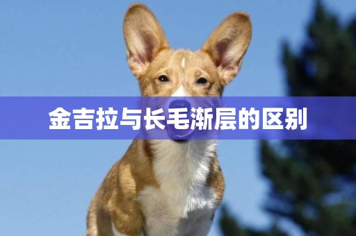 金吉拉與長毛漸層的區別