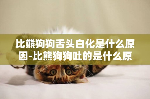 比熊狗狗舌頭白化是什么原因-比熊狗狗吐的是什么原因