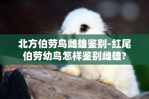 北方伯勞鳥雌雄鑒別-紅尾伯勞幼鳥怎樣鑒別雌雄?