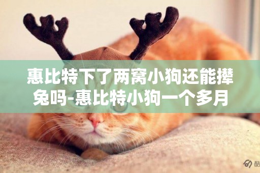 惠比特下了兩窩小狗還能攆兔嗎-惠比特小狗一個多月了,還不會走路!老是東倒西歪