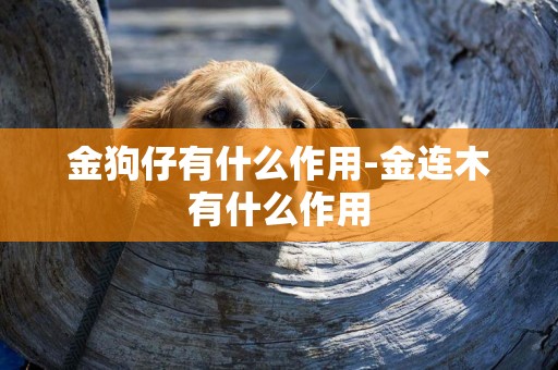 金狗仔有什么作用-金連木有什么作用