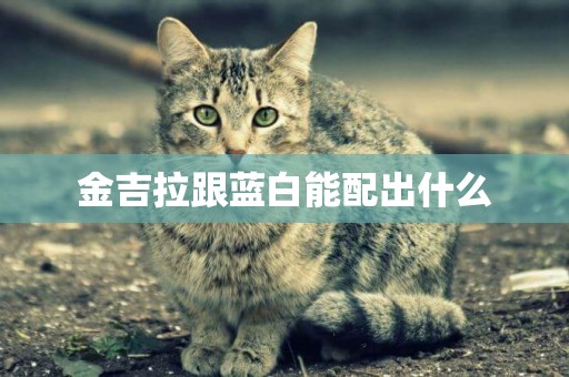 金吉拉跟藍白能配出什么