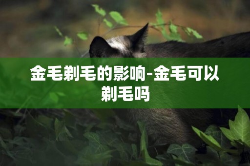 金毛剃毛的影響-金毛可以剃毛嗎