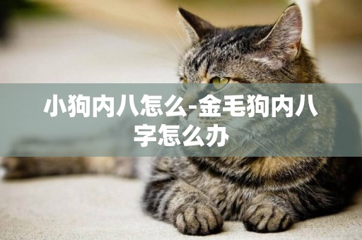 小狗內八怎么-金毛狗內八字怎么辦