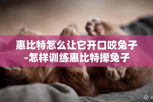 惠比特怎么讓它開口咬兔子-怎樣訓練惠比特攆兔子