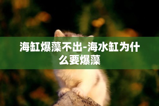 海缸爆藻不出-海水缸為什么要爆藻