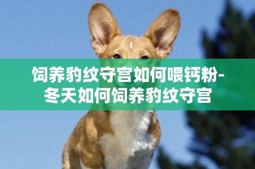 飼養豹紋守宮如何喂鈣粉-冬天如何飼養豹紋守宮