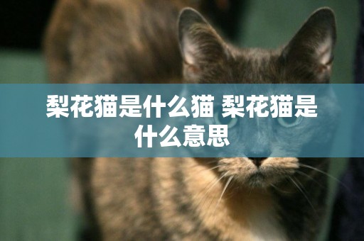 梨花貓是什么貓 梨花貓是什么意思