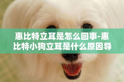 惠比特立耳是怎么回事-惠比特小狗立耳是什么原因導致？