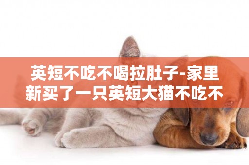 英短不吃不喝拉肚子-家里新買了一只英短大貓不吃不喝怎么辦?