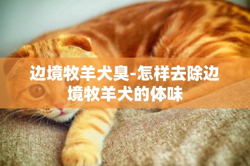 邊境牧羊犬臭-怎樣去除邊境牧羊犬的體味