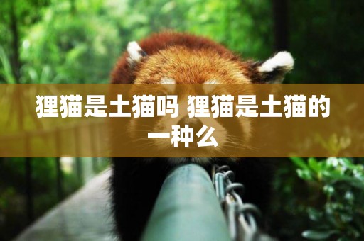 貍貓是土貓嗎 貍貓是土貓的一種么