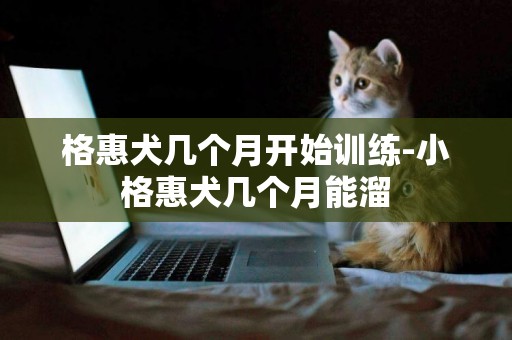 格惠犬幾個月開始訓練-小格惠犬幾個月能溜