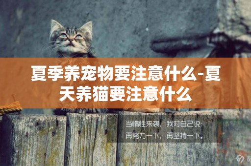 夏季養寵物要注意什么-夏天養貓要注意什么