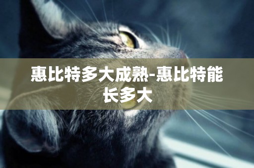 惠比特多大成熟-惠比特能長多大