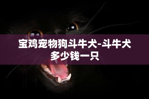 寶雞寵物狗斗牛犬-斗牛犬多少錢一只