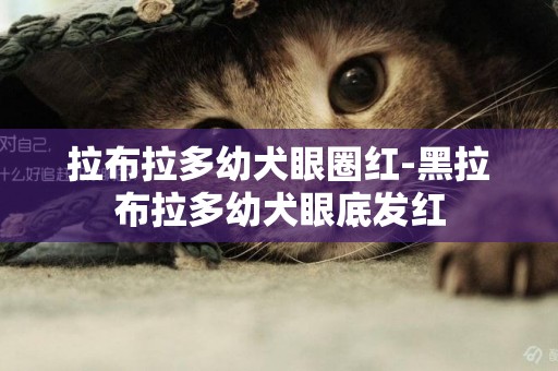 拉布拉多幼犬眼圈紅-黑拉布拉多幼犬眼底發紅